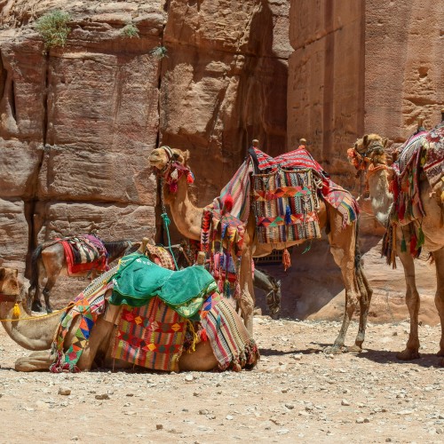 Petra cammelli 