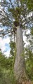 (kauri