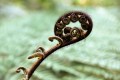 Fern