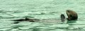 Lontra marina