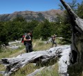Patagonia - orientamento tra i boschi di lengas