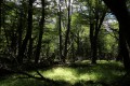 Patagonia - bosco patagonico