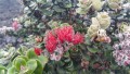 Il fiore simobo delle Hawaii - 