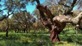 querce da sughero