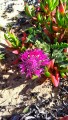 Carpobrotus edulis
