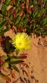carpobrotus 