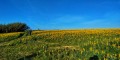Lupini