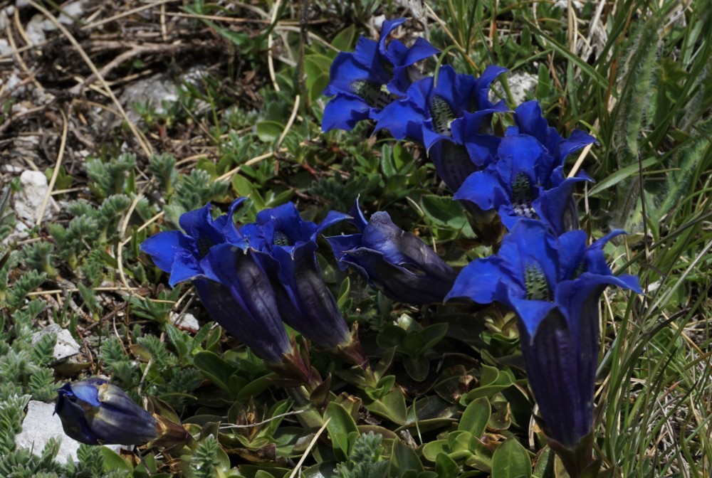 Sibillini