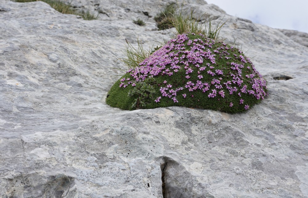 Sibillini