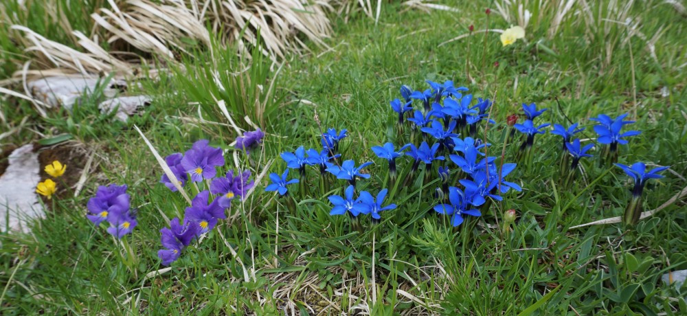 Sibillini
