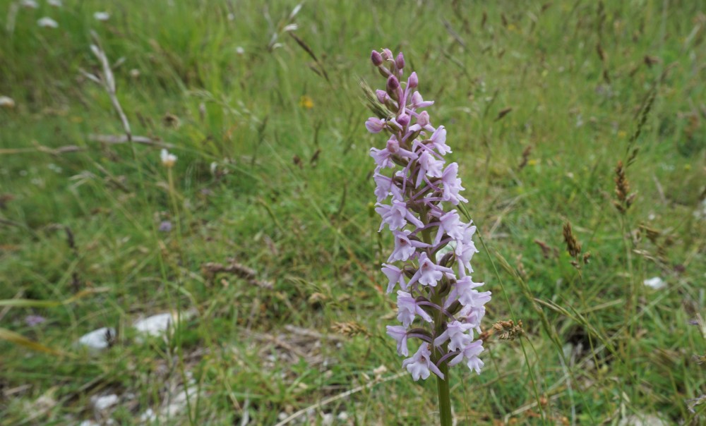 Sibillini