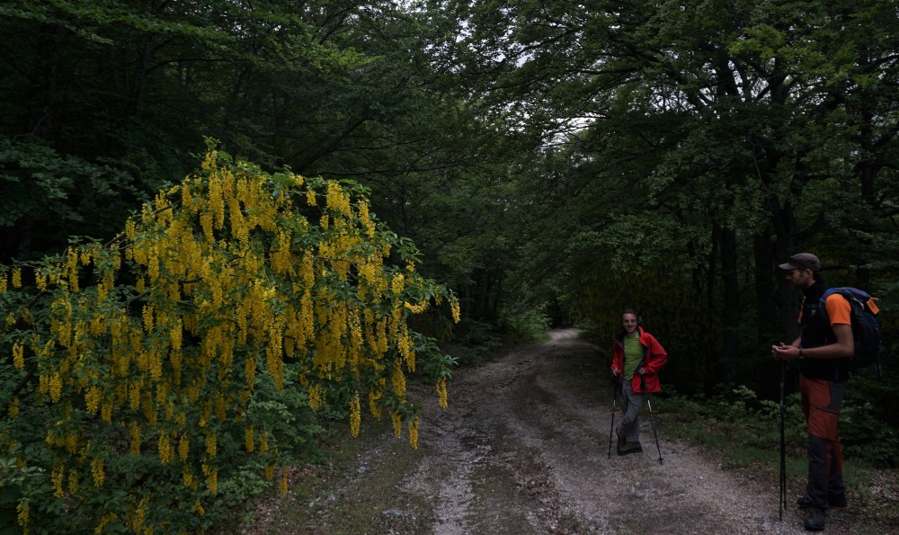 Sibillini
