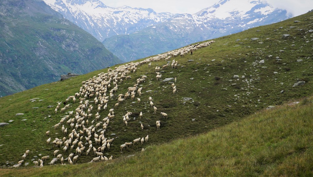 Trekking Retico