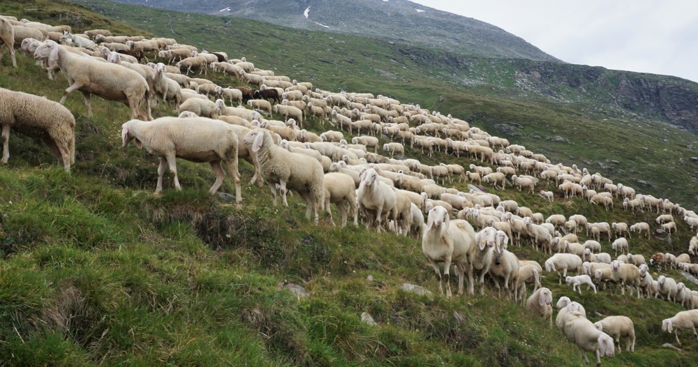 Trekking Retico