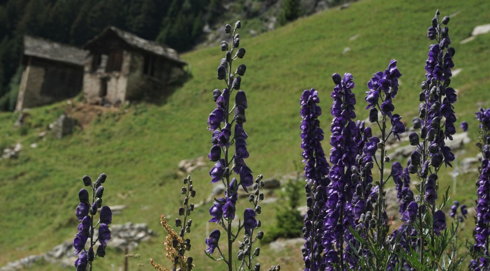 Trekking Retico