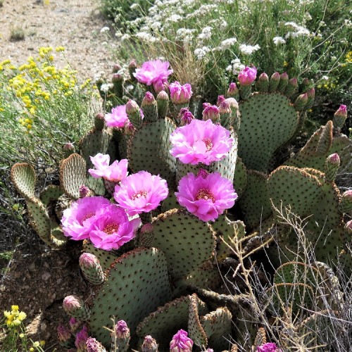 fiore di cactus