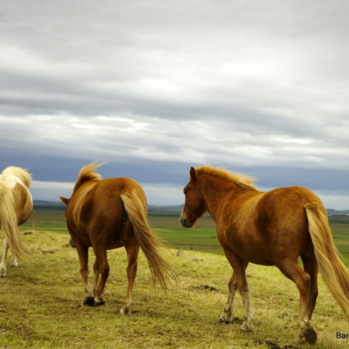 wild horses