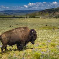 Yellowstone