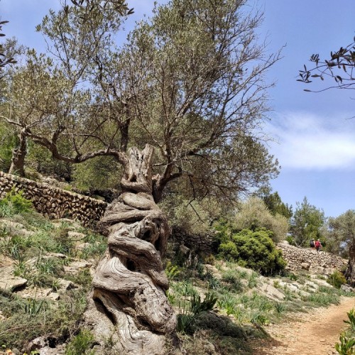 ulivo millenario lungo il GR221