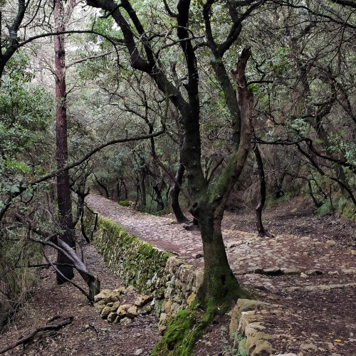 bosco di lecci lungo il GR221