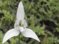 Orquidea palomita