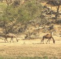 camels