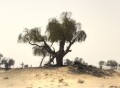 <incense tree