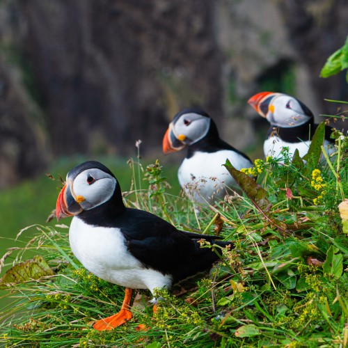 Puffins