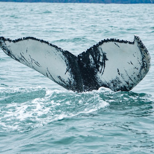 Humpback whale