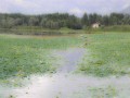 lago Nagin, Srinagar