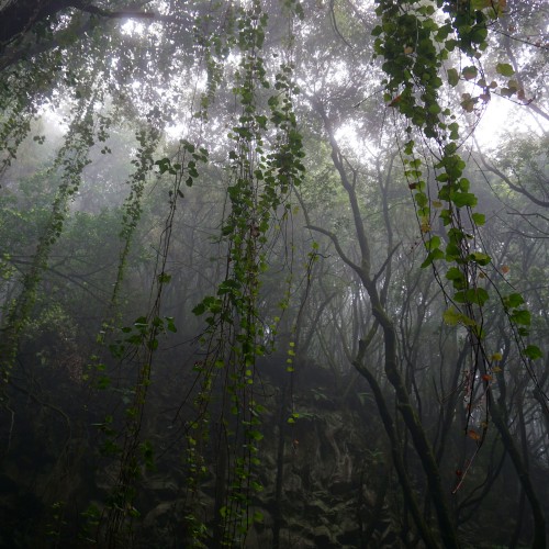 Foresta di laurisilva - La Zarza
