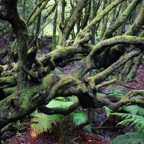 Foresta di laurisilva