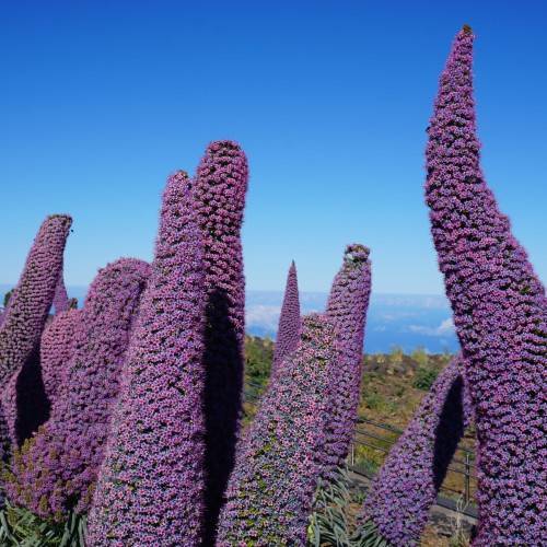 Tajinaste - La Palma