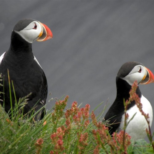 puffins