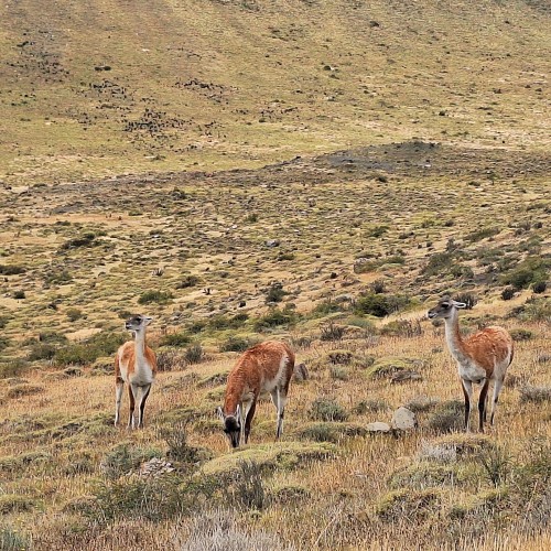 Guanacos