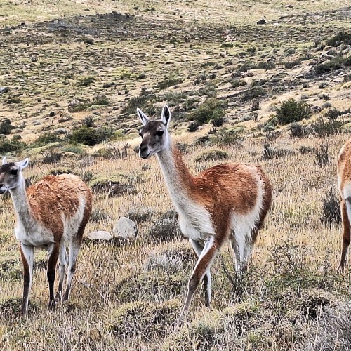 Guanaco