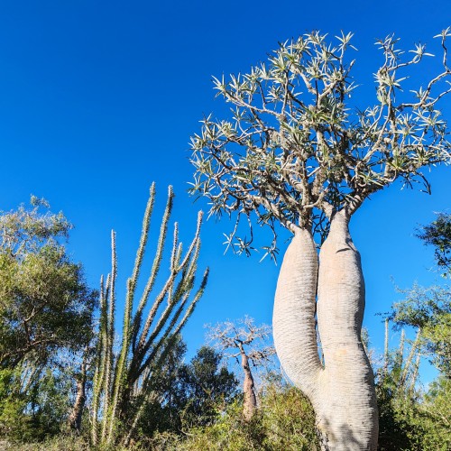 Madagascar Sud