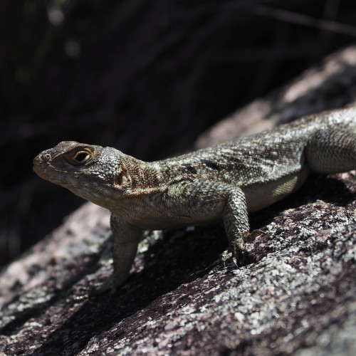 Madagascar Sud