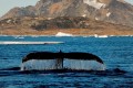 whale tail