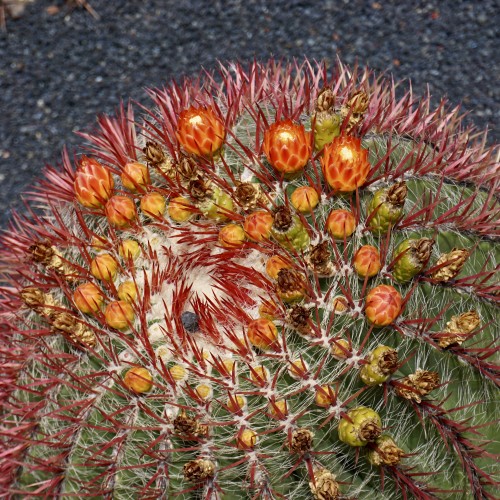 Jardin de Cactus
