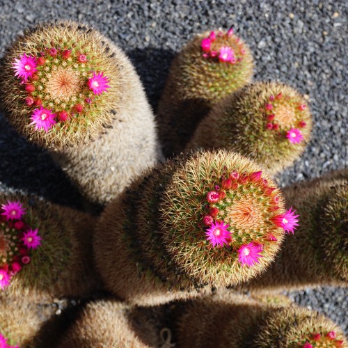 Jardin de Cactus