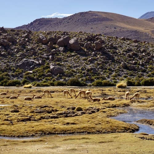 el tatio - chile