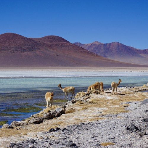 laguna blanca - bolivia