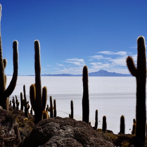 cactus incahuasi