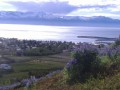 Fioritura di Lupini (Husavik)