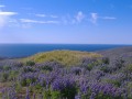 Lupini in fioritura