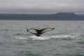 Whalewatching a Husavik