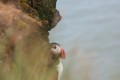 Puffin