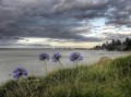 Wharakiri
