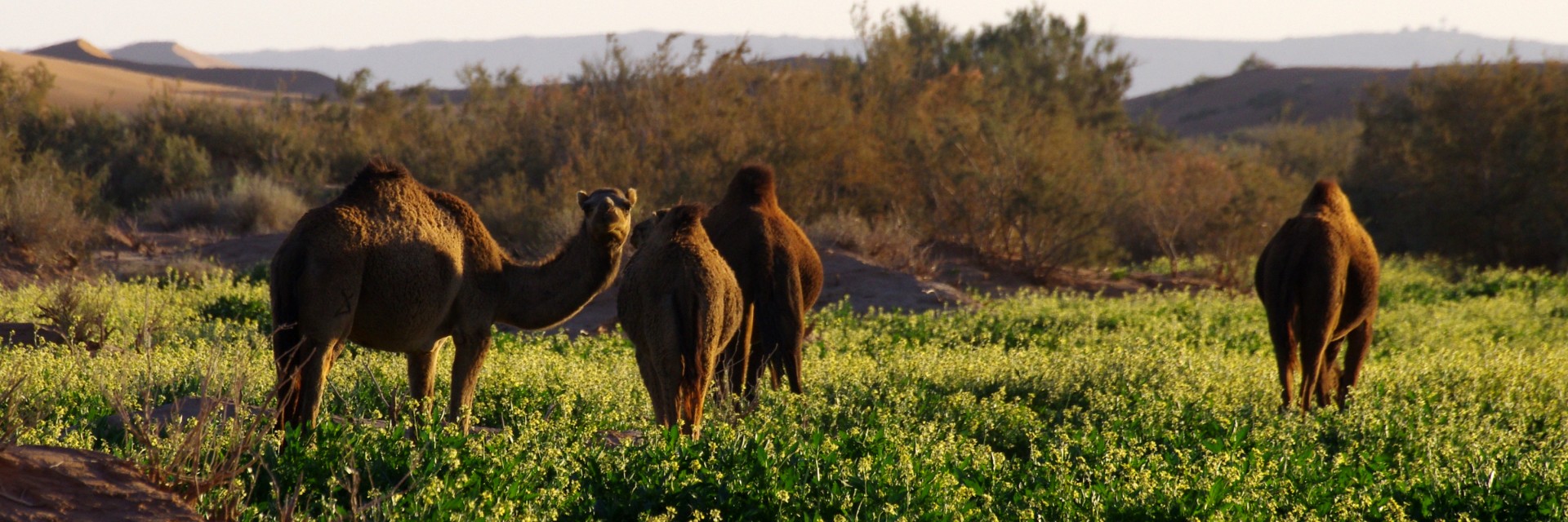 Marocco Trek deserto